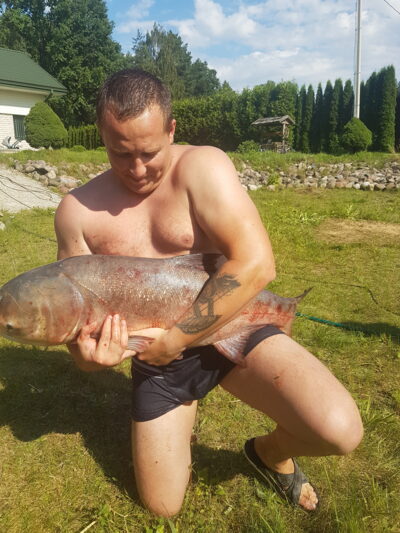 Baltasis plačiakaktis, 20,0 kg