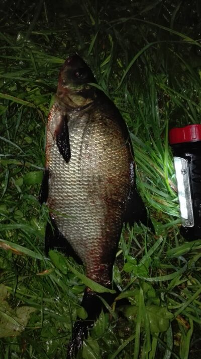 Karšis, 1,0 kg — Lamėstas