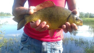 Auksinis karosas, 1,2 kg