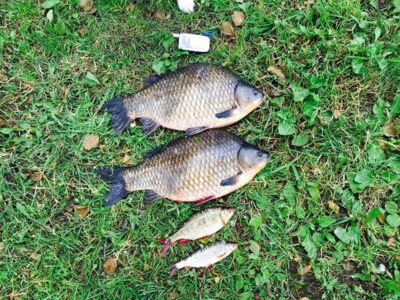 Sidabrinis karosas, 2,3 kg — Lukštas