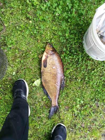 Karšis, 2,5 kg