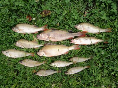 Ešerys ×11 — Kuršių