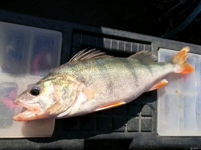 Ešerys, 0,4 kg — Kuršių