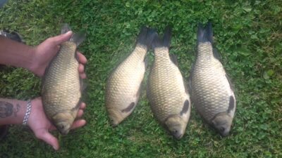 Sidabrinis karosas ×4