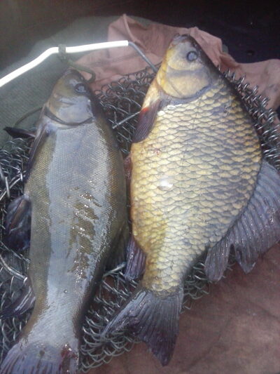 Auksinis karosas, 1,3 kg