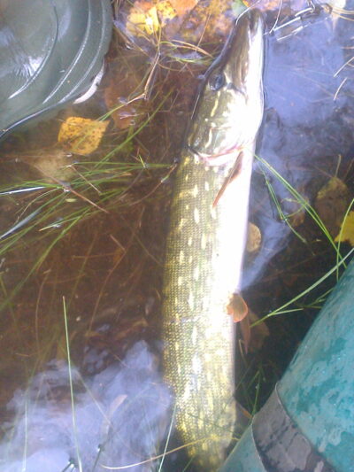 Lydeka, 1,2 kg — Terpežys