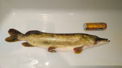 Lydeka, 5,1 kg