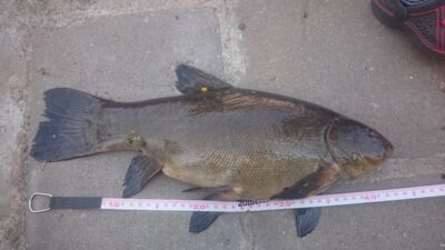 Lynas, 1,4 kg