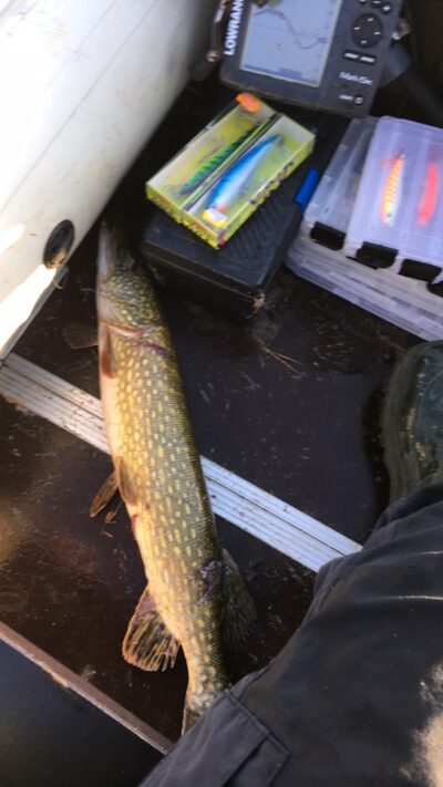 Lydeka, 2,1 kg