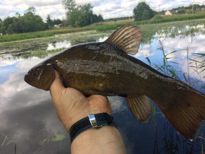 Lynas — Tulnikių