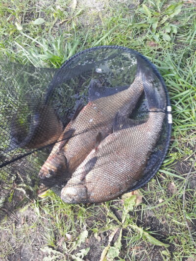 Karšis, 1,8 kg