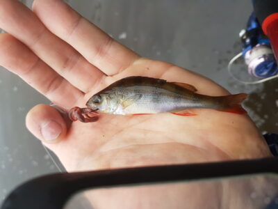 Ešerys, 0,1 kg