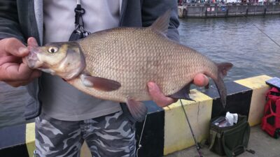Karšis, 1,4 kg