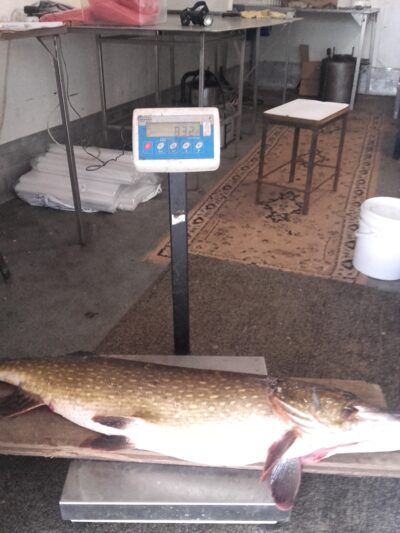 Lydeka, 8,3 kg