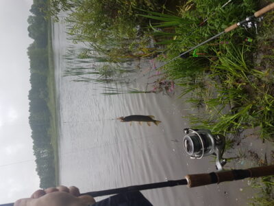 Lydeka, 0,1 kg