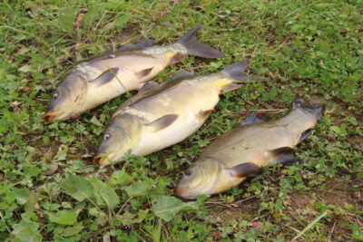 Paprastasis karpis ×3 — Smalvas