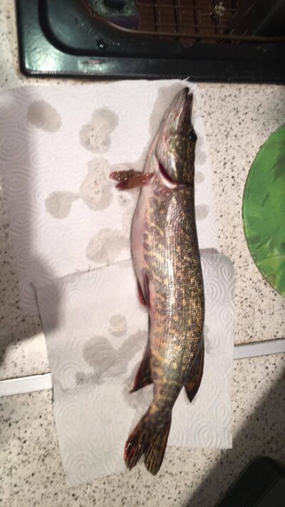 Lydeka, 1,2 kg