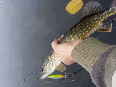 Lydeka, 0,8 kg