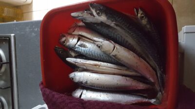 Skumbrė, 2,9 kg