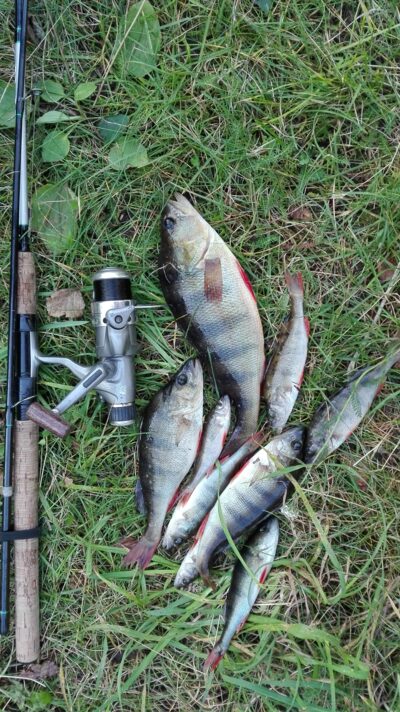 Ešerys, 0,4 kg — Kiaunas