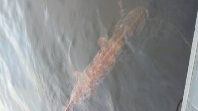 Lydeka, 6,2 kg — Balskų