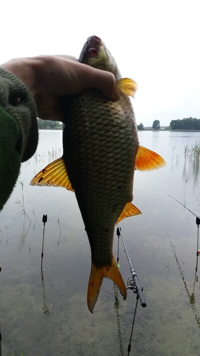 Paprastoji kuoja, 0,8 kg