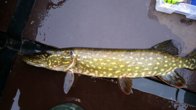 Lydeka, 0,8 kg