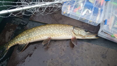 Lydeka, 0,9 kg