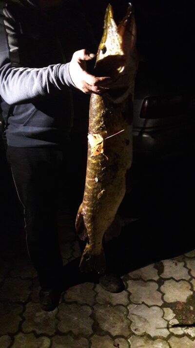 Lydeka, 7,9 kg
