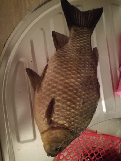 Sidabrinis karosas, 0,9 kg