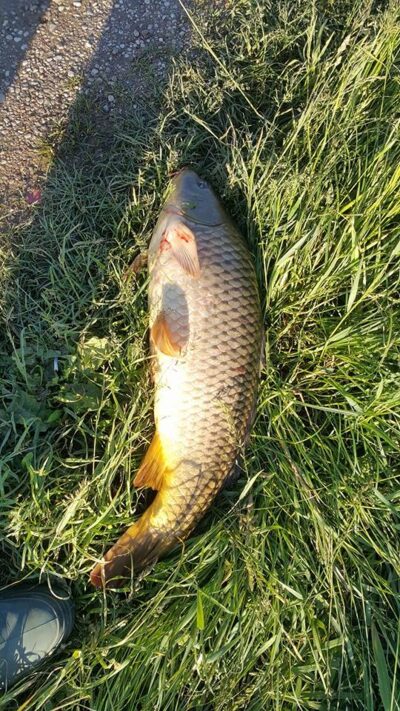 Paprastasis karpis, 6,7 kg