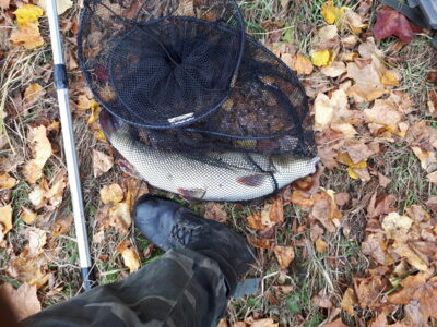Paprastasis ūsorius, 2,3 kg