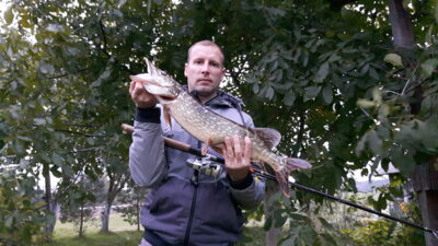 Lydeka, 2,4 kg