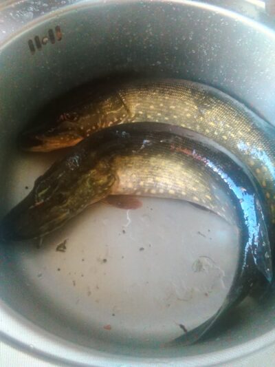 Lydeka ×2