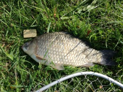 Sidabrinis karosas, 1,7 kg