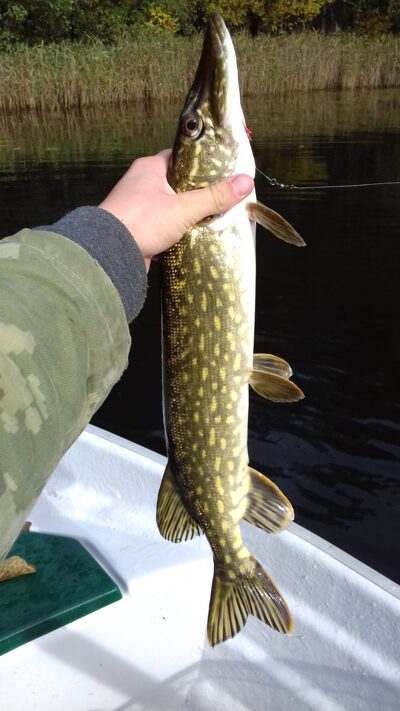 Lydeka, 1,5 kg — Jauriukas