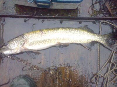 Lydeka, 1,9 kg — Kretuonas