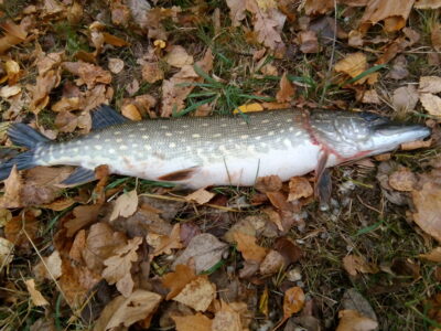 Lydeka, 1,7 kg