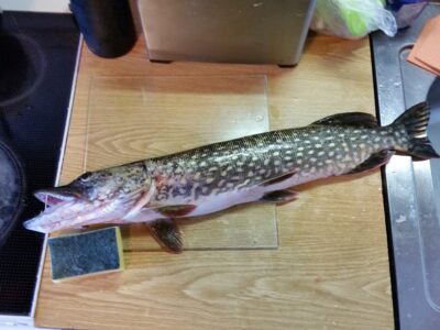 Lydeka, 1,9 kg
