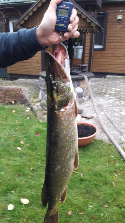 Lydeka, 3,8 kg