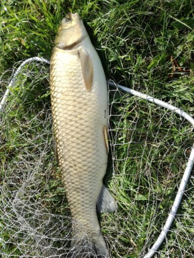 Baltasis amūras, 3,1 kg
