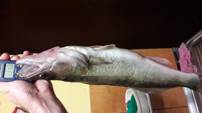 Starkis, 1,4 kg