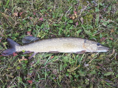 Lydeka, 1,7 kg