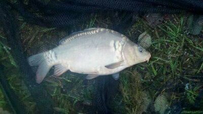 Paprastasis karpis, 1,9 kg