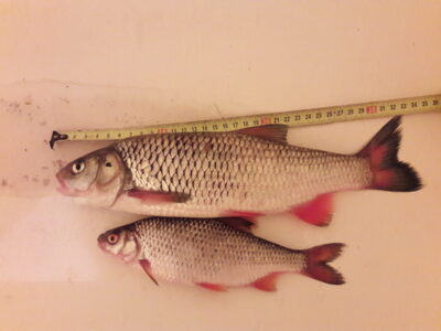 šapalas, 0,5 kg — Kražantė