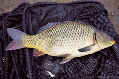 Paprastasis karpis — Sartai