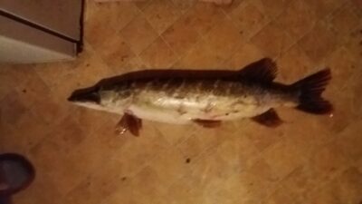 Lydeka, 3,2 kg