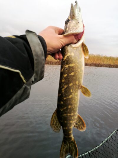 Lydeka, 1,0 kg
