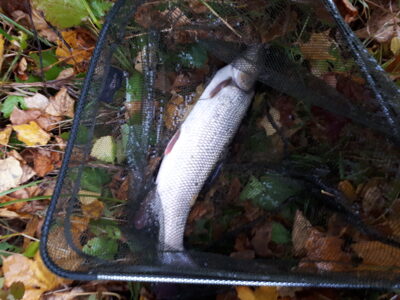 Paprastasis ūsorius, 2,7 kg