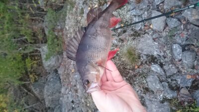 Dryžuotasis ešerys, 0,4 kg